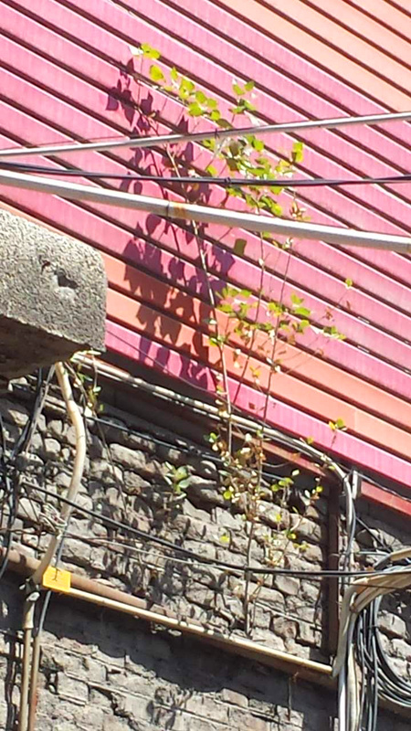 1504773353290292.jpg 490741182713663203_副本.jpg