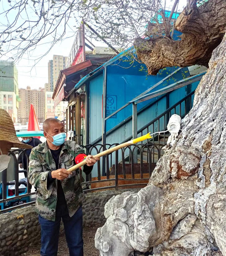 1656989064548311.jpg 6 圖為:副食市場管理員養(yǎng)護古榆_副本.jpg